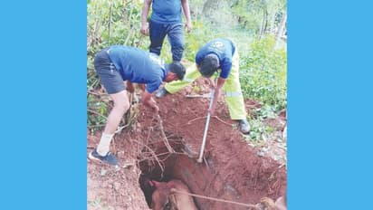 സെപ്റ്റിക് ടാങ്കില് കുടുങ്ങിയ പശുവിനെ രക്ഷപ്പെടുത്തി