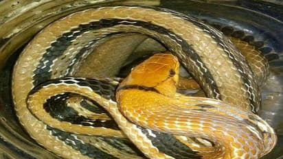 झारखंड में सांप के काटने से अगर हो जाए मौत तो नहीं होता पोस्टमार्टम, जानें क्या इसकी वजह