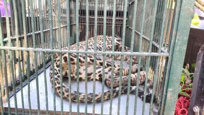 जयपुर के ग्रामीण इलाके में दहशत मचाकर, इंसानों को काटने वाले पैंथर की 24 घंटे में हुई मौत