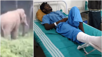 മുടൽമഞ്ഞിൽ കാട്ടാനയുമായി കൂട്ടിയിടിച്ചു, തുമ്പികൈയിൽ തൂക്കി തേയിലക്കാട്ടിൽ വലിച്ചെറിഞ്ഞു; യുവാവ് ആശുപത്രിയിൽ