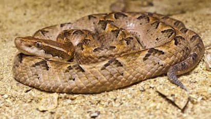 జ్యోతిష్కుడి మాట విన్నాడు.. పాము కాటుతో నాలుక పోగొట్టుకున్నాడు