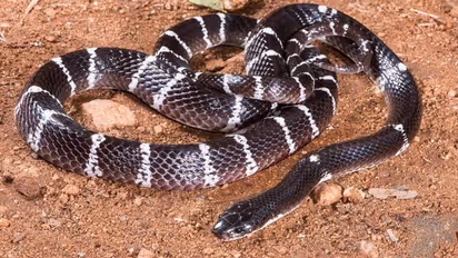 ಸ್ಮಗ್ಲರ್ ಪ್ಯಾಂಟ್ನೊಳಗಿತ್ತು 60 ಹಾವು, ಹಲ್ಲಿ ಮತ್ತು ಸರಿಸೃಪಗಳು!