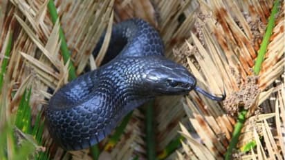 World Snake Day 2022: वह सांप जो 60 साल बाद फिर दिखा, जानिए क्या है नाम और कहां मिला ये