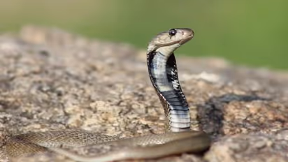 ಹಾವಿನ ವಿಷ ಜೀವ ತೆಗೆಯೋದು ಮಾತ್ರವಲ್ಲ, ಜೀವವನ್ನೂ ಉಳಿಸುತ್ತೆ!