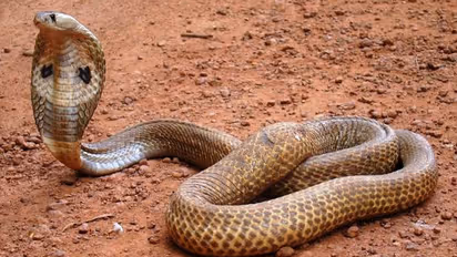 ನಾಗರ ಪಂಚಮಿಯ ಮರುದಿನವೇ ಸರ್ಪ ಸೇಡಿಗೆ ಬಲಿಯಾದ ಸಹೋದರರು!