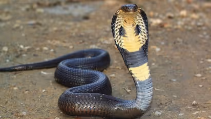 Coorg: Snake Gagan rescues 12 feet King Cobra; releases it into the forest
