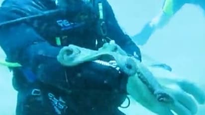 'ഹയ്യടാ നീരാളി കെട്ടിപ്പിടിച്ചേ';വൈറലായി കടലിന്നടിയിലെ ദൃശ്യങ്ങള്‍