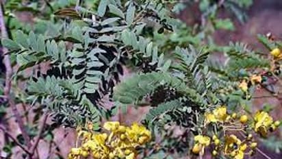 తంగేడు చెట్టు గురించి మీకు తెలుసా.. ఎన్ని ప్రయోజనాలో తెలుసా?