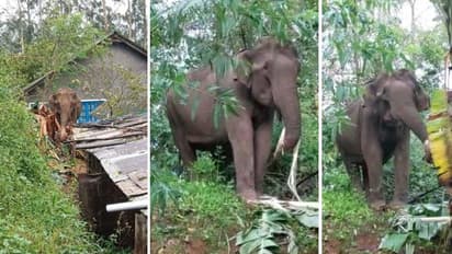 വീടിന് സമീപം കാട്ടാനക്കൂട്ടം, പുറത്തിറങ്ങാന് കഴിയാതെ തൊഴിലാളികള്