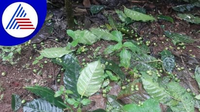 Chikkamagaluru: ಧಾರಾಕಾರ ಮಳೆಗೆ ನೆಲಕಚ್ಚಿದ ಕಾಫಿ, ಅಡಿಕೆ, ಕಾಳು ಮೆಣಸಿನ ಬೆಳೆಗಳು!
