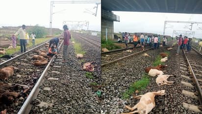 ಮಳೆಯಿಂದ ತಪ್ಪಿಸಿಕೊಳ್ಳಲು ಆಸರೆಗೆ ನಿಂತ ಕುರಿಗಳ ಮೇಲೆ ಹರಿದ ರೈಲು, 96 ಕುರಿ ಸಾವು