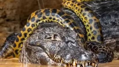 മുതലയും അനക്കോണ്ടയും തമ്മിലൊരു ജീവൻമരണ പോരാട്ടം, വൈറലായി വീഡിയോ 