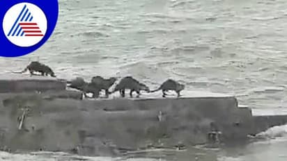 ಕೊಪ್ಪಳ: ತುಂಗಭದ್ರಾ ನದಿಯಲ್ಲಿ ನೀರುನಾಯಿಗಳ ಚೆಲ್ಲಾಟ