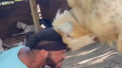 इस शख्स ने बकरे से पंगा ले तो लिया.. मगर देखिए क्या हाल हुआ उसका, 52 लाख बार देखा गया वीडियो