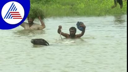 Haveri Rains; ಆಳೆತ್ತರದ ನೀರಲ್ಲಿ  ಪರದಾಟ, ಜೀವ ಪಣಕ್ಕಿಟ್ಟು ರೈತರ ಹೋರಾಟ