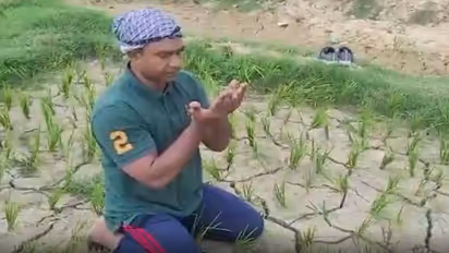 बारिश न होने की वजह से महराजगंज जिला सूखे की कगार पर, सभासद ने खेत में पहुंच इस तरह मांगी दुआ