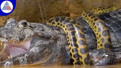 ಅನಕೊಂಡ, ಮೊಸಳೆಯ ನಡುವೆ ಬೃಹತ್ ಹೋರಾಟ: ಗೆದ್ದವರಾರು video viral