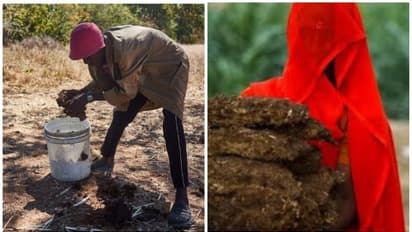 பணவீக்கத்தால் ஏற்பட்ட உச்சகட்ட அவலம்! மாட்டு சாணத்தை நாப்கினாக பயன்படுத்தும் பெண்கள்! அதிர்ச்சி தகவல்!