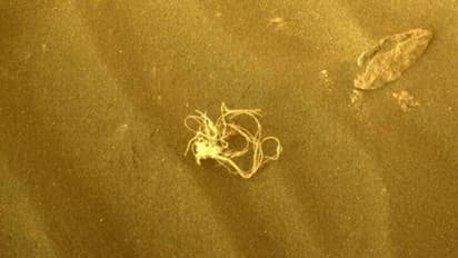 Object in the Mars: செவ்வாய் கிரகத்தில் நூடுல்ஸ் போன்ற பொருள்; நாசா விஞ்ஞானிகள் ஆச்சரியம்!!