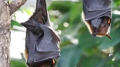 Marburg Virus : എബോള പോലെ അപകടകാരിയായ 'മാര്‍ബര്‍ഗ്' വൈറസ് 2 പേരില്‍ സ്ഥിരീകരിച്ചു