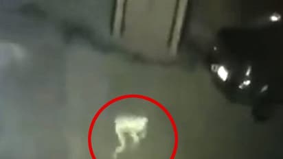 পা টিপে টিপে চুপি চুপি আসছে, ছায়ামূর্তির ভাইরাল ভিডিও ঘিরে তুমুল বিতর্ক সোশ্যাল মিডিয়ায়