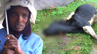 മൂന്നുമാസം ഗര്ഭിണിയായ പശുവിനെ കടുവ കടിച്ച് കൊന്നു; ആശങ്കയോടെ തോട്ടം തൊഴിലാളികള്