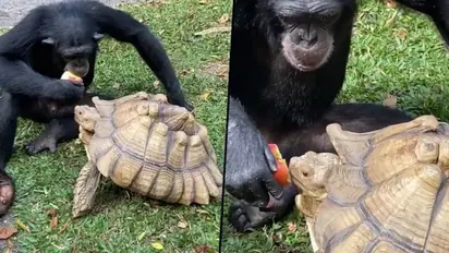 Watch: Video of chimpanzee and tortoise sharing an apple is endearing
