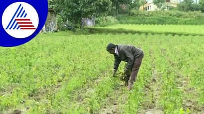 Chikkamagaluru: ಮಲೆನಾಡಿನಲ್ಲಿ ಮಳೆಯಿಂದ ತರಕಾರಿ ಬೆಳೆಗಳು ಮಣ್ಣು ಪಾಲು!