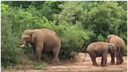 വരന്തരപ്പളളിയിലെ ജനവാസ മേഖലയിൽ കാട്ടാനക്കൂട്ടം, തുരത്താനുള്ള ശ്രമം തുടരുന്നു