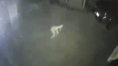 വെളുത്ത രൂപം, കുനിഞ്ഞ് നടപ്പ്, സിസിടിവി ക്യാമറയിൽ പതിഞ്ഞ നിഗൂഢജീവി എന്ത്?