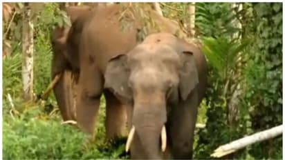 നാട്ടുകാരുടെ സങ്കടത്തിന് ഒടുവിൽ പരിഹാരം; ആറളം ഫാമിൽ ആനപ്രതിരോധ മതിൽ നിർമിക്കാൻ തീരുമാനം