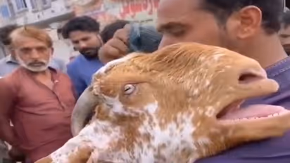 मालिक द्वारा बेचे जाने से दुखी इस बकरी की रूलाई आपकी आंखें भी कर देगी नम, वीडियो में देखिए आगे क्या हुआ