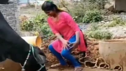गाय को भी पसंद नहीं आया लड़की का ठुमका लगाना, रिएक्शन के बाद.. लोगों ने पूछा- और दीदी आ गया स्वाद!