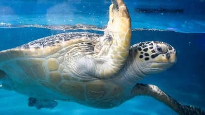 ചത്തുപൊങ്ങിയത് 30 പച്ചക്കടലാമകൾ, മിക്കതിനും കഴുത്തിൽ മുറിവ്