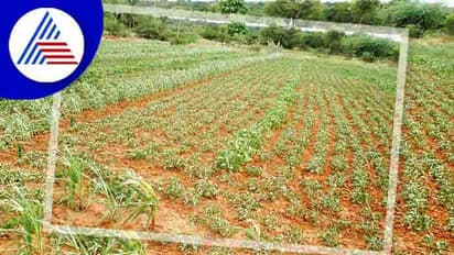 ಜಿಲ್ಲೆಯಲ್ಲಿ ಶೇಂಗಾ ಬಿತ್ತನೆ ಪ್ರಮಾಣ ಭಾರೀ ಕುಸಿತ!