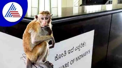 ಕೋತಿಗಳ ತಾಣವಾಯ್ತಾ ನಮ್ಮ ಮೆಟ್ರೋ..?