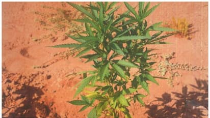 യുഎഇയിലെ ജോലി സ്ഥലത്ത് കഞ്ചാവ് കൃഷി; രണ്ട് പ്രവാസികള് അറസ്റ്റില്