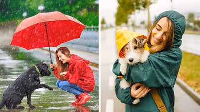 Balanced diet to regular grooming: Check out the Monsoon guide for your pets