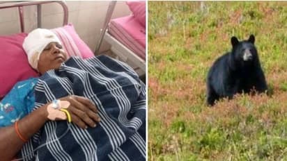 விவசாய பகுதிக்குள் நுழைந்த கரடி...! கரடியோடு சண்டையிட்டு படுகாயங்களோடு உயிர் பிழைத்த பெண்கள் 