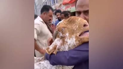 വിറ്റുകളയല്ലേ... കൊച്ചുകുഞ്ഞിനെ പോലെ ഉടമയെ കെട്ടിപ്പിടിച്ച് കരയുന്ന ആട്, കണ്ണ് നനയിക്കുന്ന വീഡിയോ