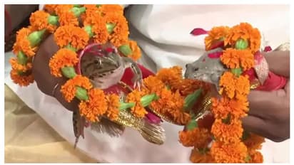 സമയമായിട്ടും പെയ്യുന്നില്ല; യുപിയിൽ മഴ പെയ്യാനായി തവളക്കല്ല്യാണം