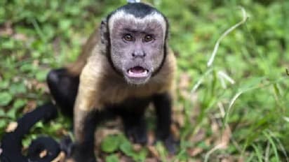 ആളുകളുടെ ഉറക്കം കെടുത്തി ഒരു കുരങ്ങ്, കണ്ണിൽ കണ്ടവരെയെല്ലാം ഉപദ്രവിക്കുന്നു, കുഞ്ഞുങ്ങളെ വലിച്ചുകൊണ്ടുപോകുന്നു