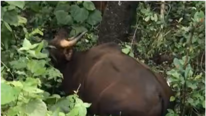 കാട്ടുപോത്തിന്റെ ആക്രമണത്തിൽ വീട്ടമ്മയ്ക്ക് പരുക്കേറ്റു