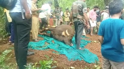 ഗര്‍ഭിണിയായ കാട്ടുപോത്തിനെ പരിക്കുകളോടെ കണ്ടെത്തി; ചികിത്സയ്ക്കിടെ പോത്ത് ചത്തു 