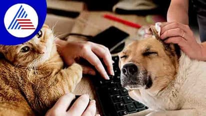 ವರ್ಕ್ ಫ್ರಂ ಹೋಮ್ ಜೊತೆ ಸಾಕು ಪ್ರಾಣಿ ಆರೈಕೆ ಹೀಗಿರಲಿ