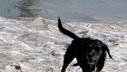 कुत्ते ने बेटे को काटा तो गुस्साए पिता ने 29 कुत्तों को मार दी गोली, यूजर्स ने कहा- कितना बर्बर कृत्य है...