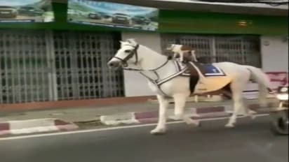 कुत्ते को पीठ पर बिठाकर शहर की सैर कराता दिखा घोड़ा.. वायरल वीडियो में देखिए रेड लाइट होने पर क्या किया इसने