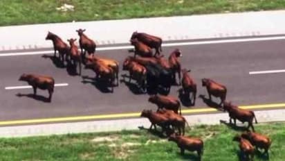 റോഡിൽ നിറയെ പശുക്കൾ, ​ഗതാ​ഗതം തടസപ്പെട്ടത് മൂന്ന് മണിക്കൂർ!