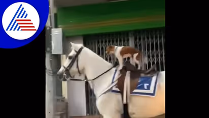 ಕುದುರೆ ಸವಾರಿ ಮಾಡುತ್ತಿರುವ ಶ್ವಾನ: ವೈರಲ್ ವಿಡಿಯೋ 