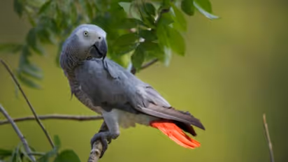 തത്തയെ കാണാനില്ല, വിവരം തരുന്നവർക്ക് 50,000 രൂപ അപ്പോൾ തന്നെ നൽകും എന്ന് കുടുംബം